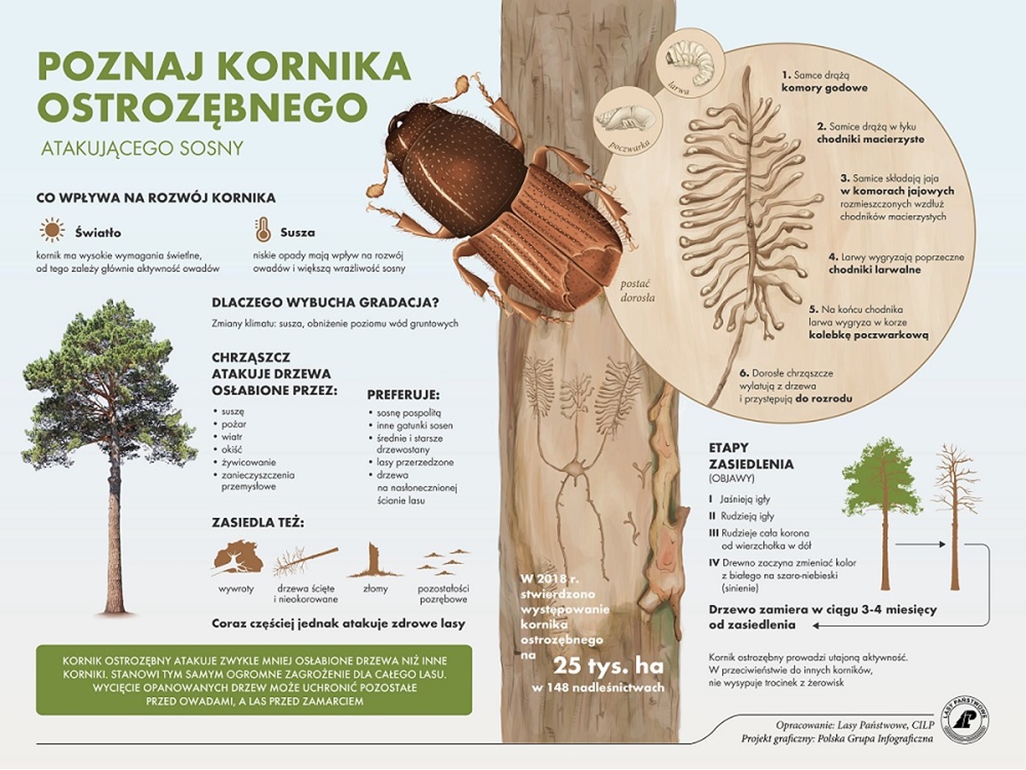 Infografika na temat kornika ostrozębnego