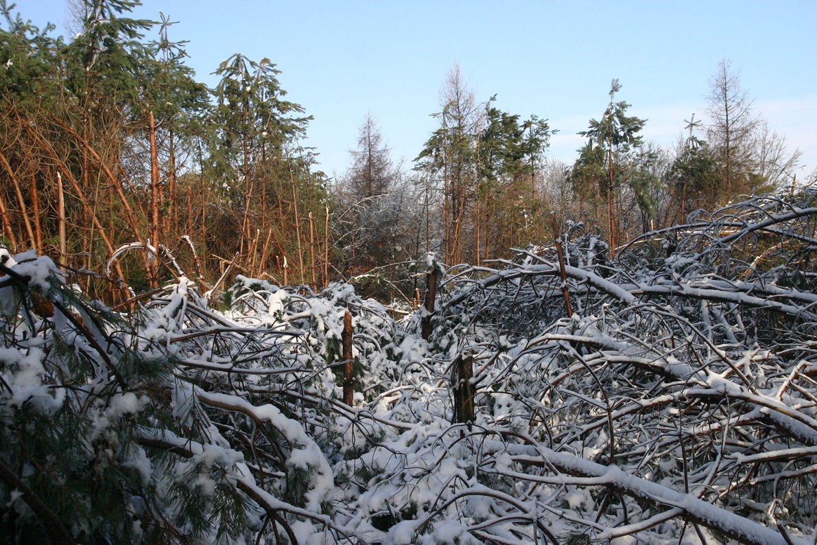 Szkody powstałe w drzewostanie sosnowym po klęsce oblodzenia