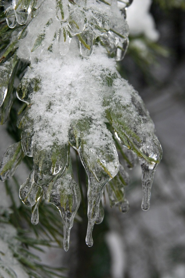 Pęd sosnowy pokryty lodem w czasie klęski oblodzenia