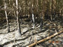 Podpalenie w leśnictwie Opaka